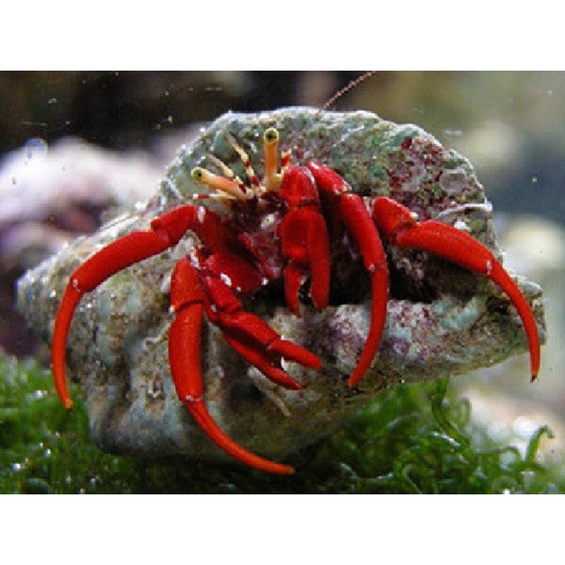 Scarlet Reef Hermit Crab "Paguristes cadenati"