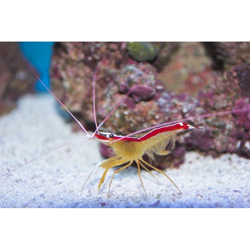 Scarlet Skunk Cleaner Shrimp "Lysmata amboinensis"