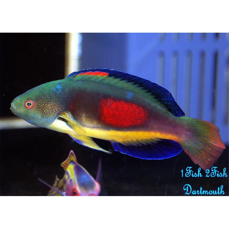 Scott's Fairy Wrasse "Cirrhilabrus Scottorum"