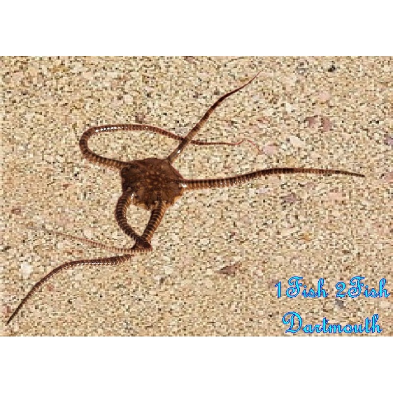 Serpent Starfish "Ophiolepis superba"