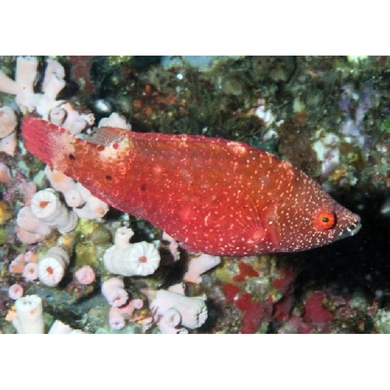Snooty Wrasse."Cheilinus oxycephalus"