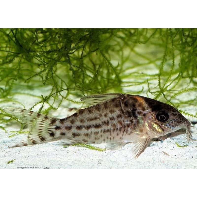 Spotted Cory Catfish "Corydoras agassizii"