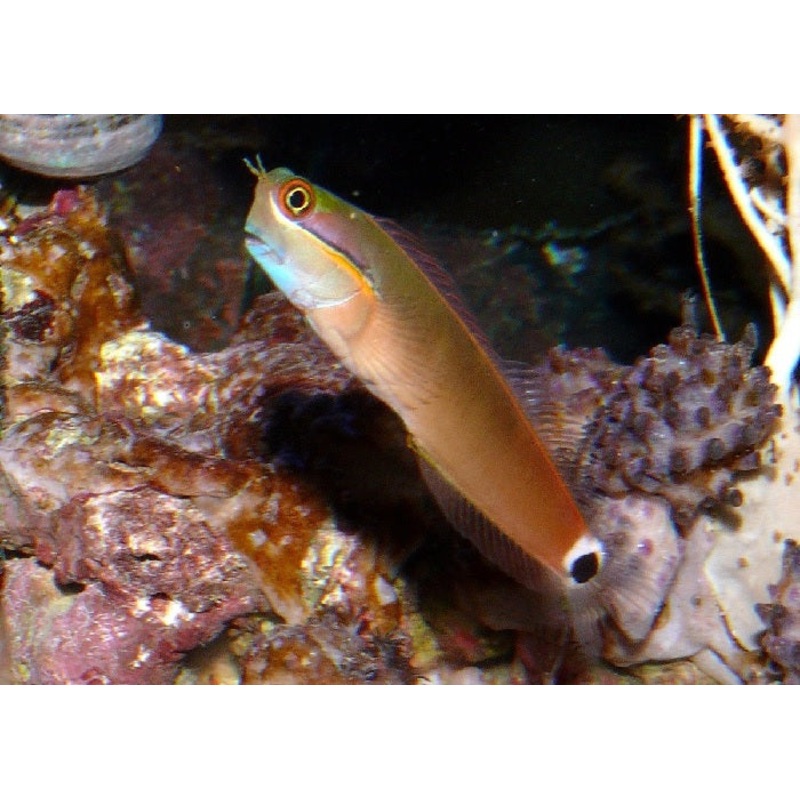 Tailspot Blenny "Ecsenus stigmatura"