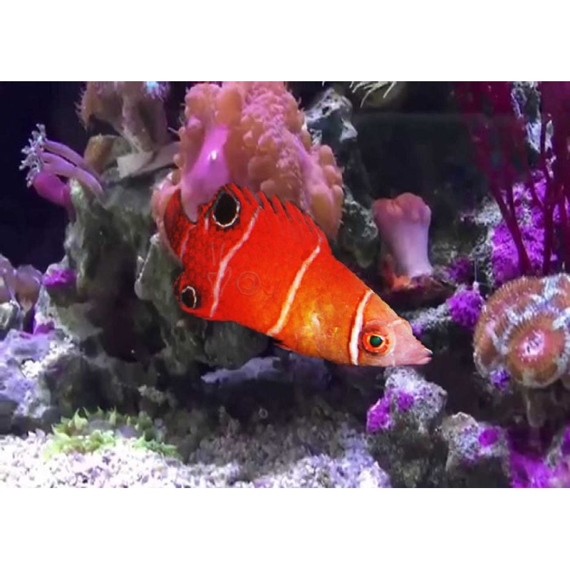 Tanaka's Pygmy Wrasse "Wetmorella tanakai"