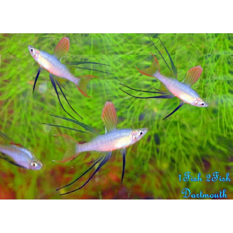 Threadfin Rainbowfish "Iriatherina werneri"