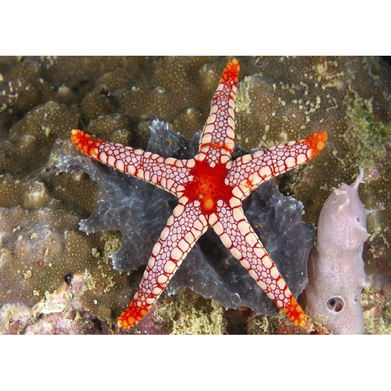 Tile Sea Starfish "Fromia monilis"