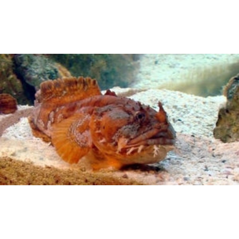 Toadfish. "Ugly Toda"