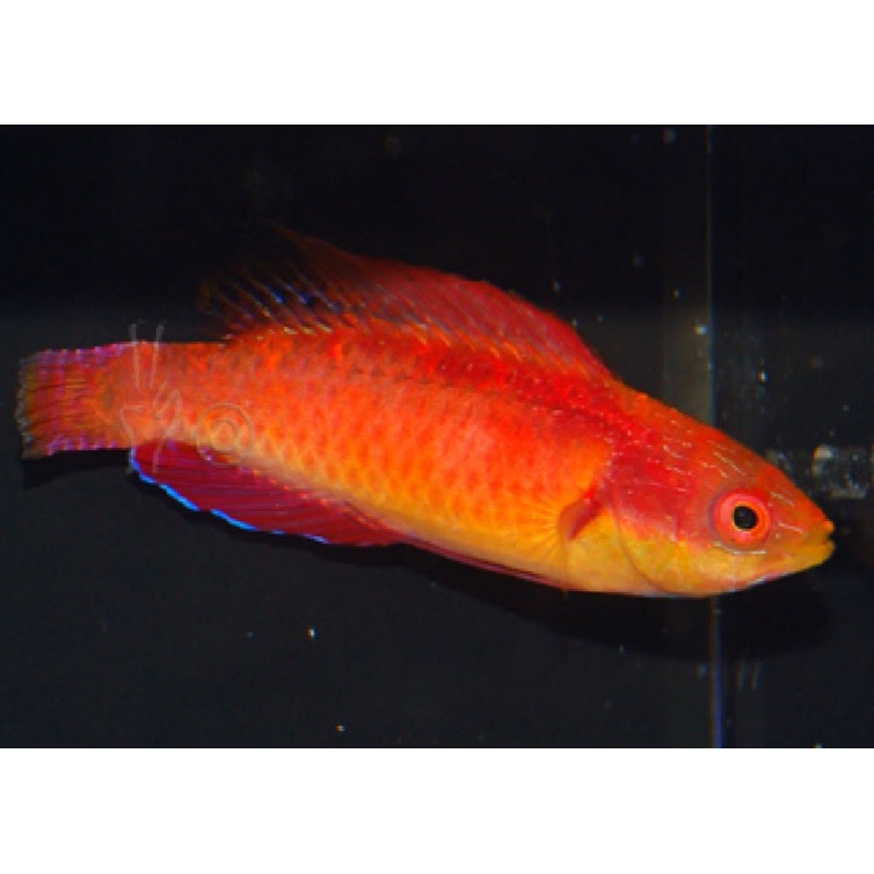 Tono's Fairy Wrasse "Cirrhilabrus tonozukai"