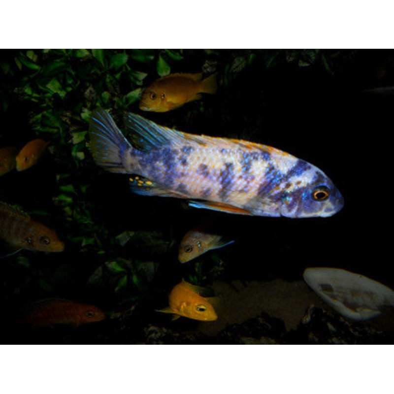 Trewavasae O.B. Cichlid  "Labeotropheus trewavasae"- 1.5''