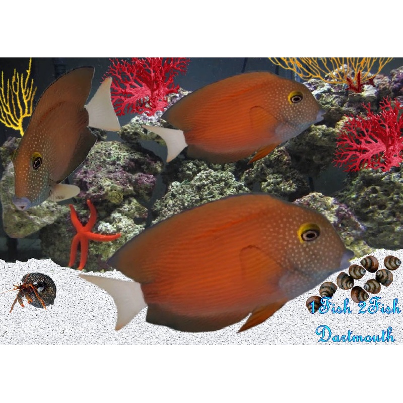 White Tail Tang "Ctenochaetus flavicauda"