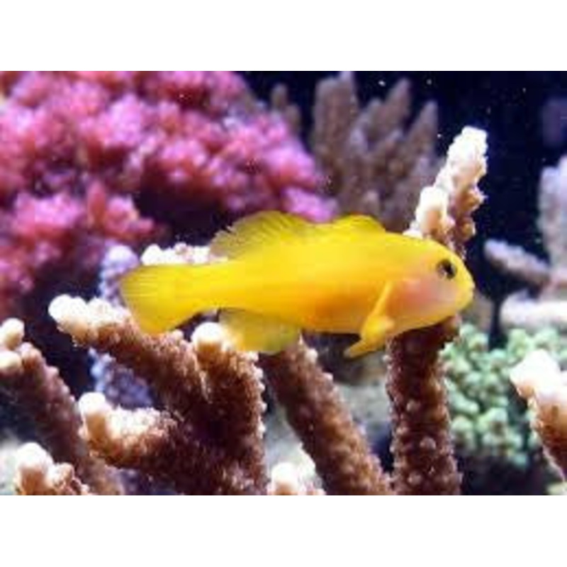 Yellow Clown Goby "Gobiodon okinawae"