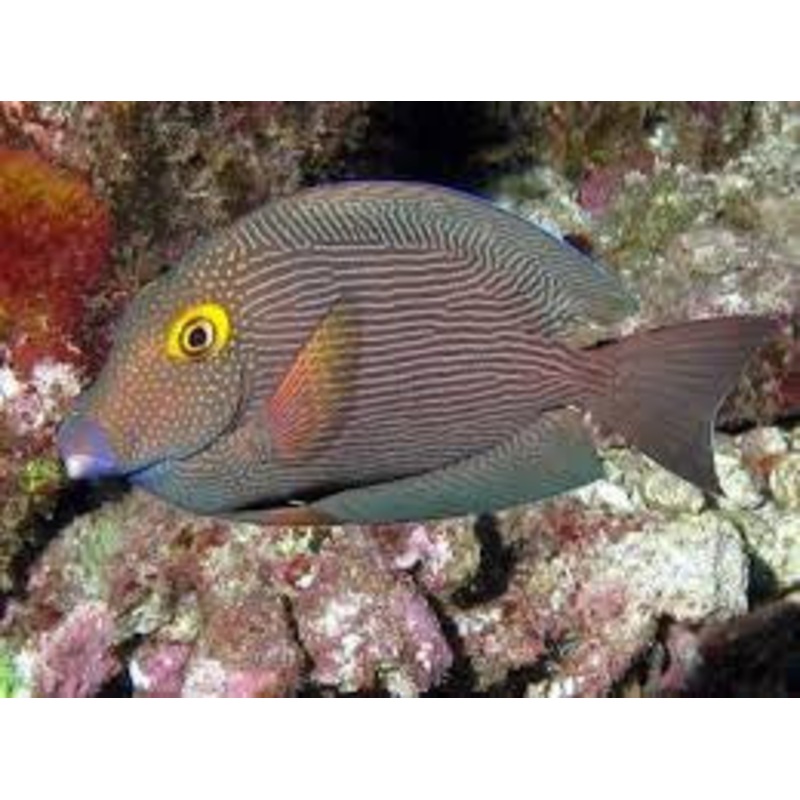 Yellow Eye "Kole" Tang "Ctenochaetus strigosus"