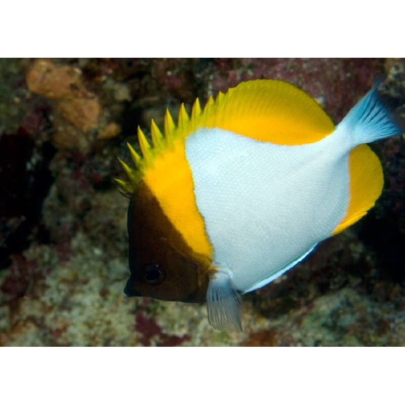 Yellow Pyramid Butterflyfish "Hemitaurichthys polylepis" (reefsafe)