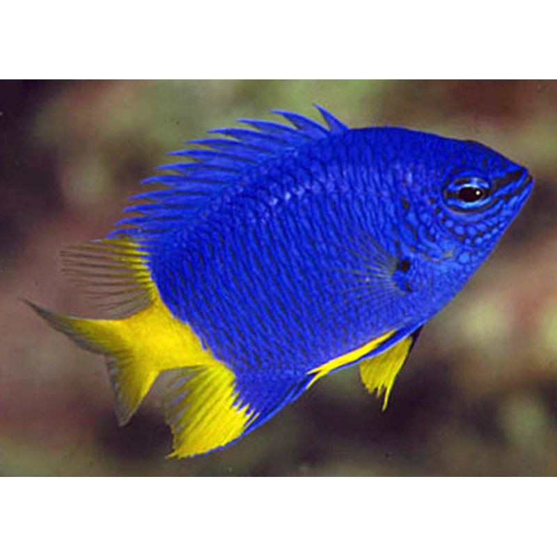 Yellow Tail Damsel (azure)