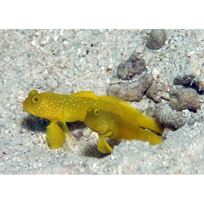 Yellow Watchman Goby "Cryptocentrus cinctus"