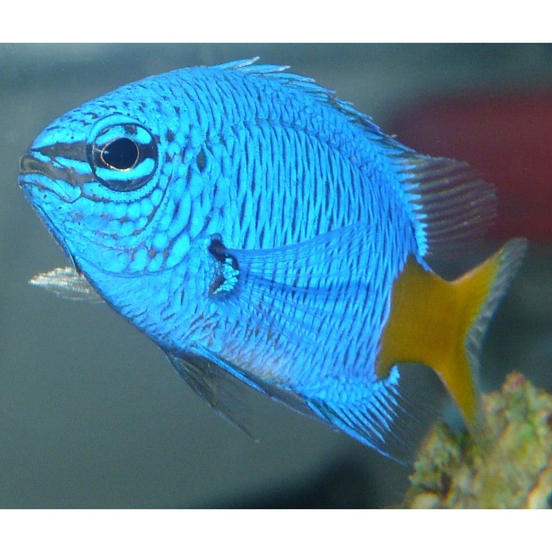 Yellowtail Damselfish "Chrysiptera parasema"
