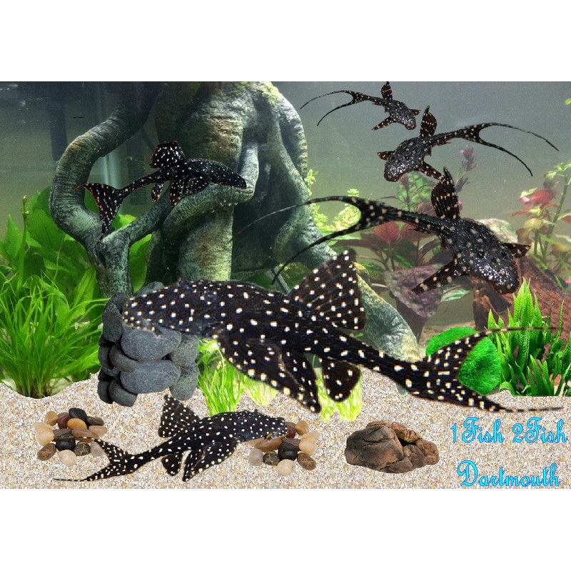 Adonis Pleco "Acanthicus adonis"