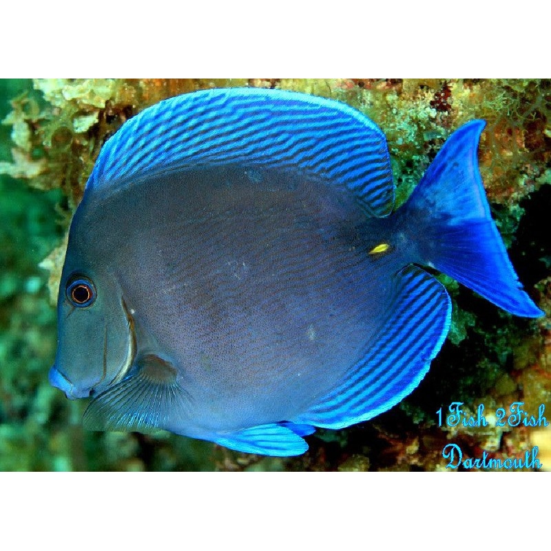 Atlantic Blue Tang "Acanthurus Coeruleus"