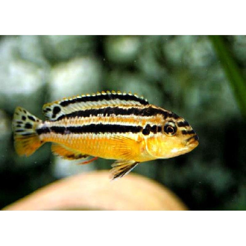 Auratus Cichlid "Melanochromis auratus"