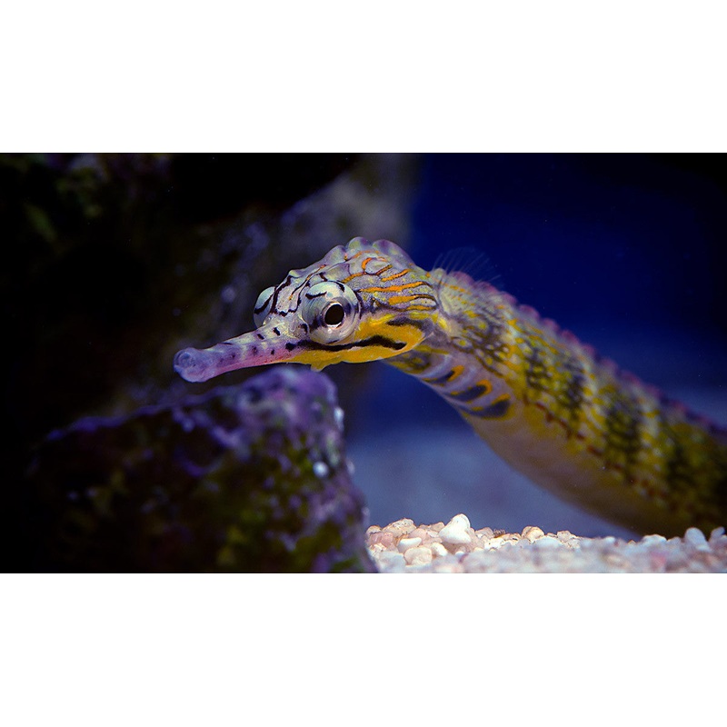 Australian Messmate Pipefish "Corythoichthys intestinalis"
