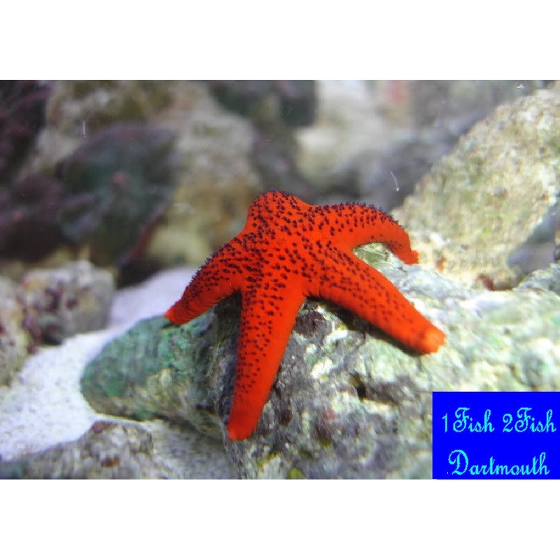 Bali Red Starfish "Fromia milleporella"