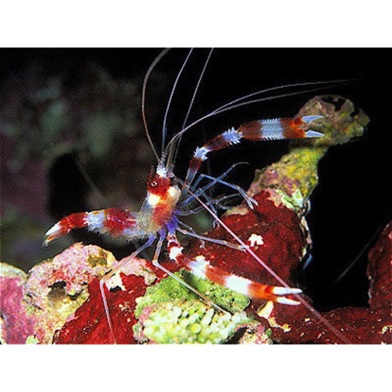 Banded Coral Shrimp "Stenopus hispidus"