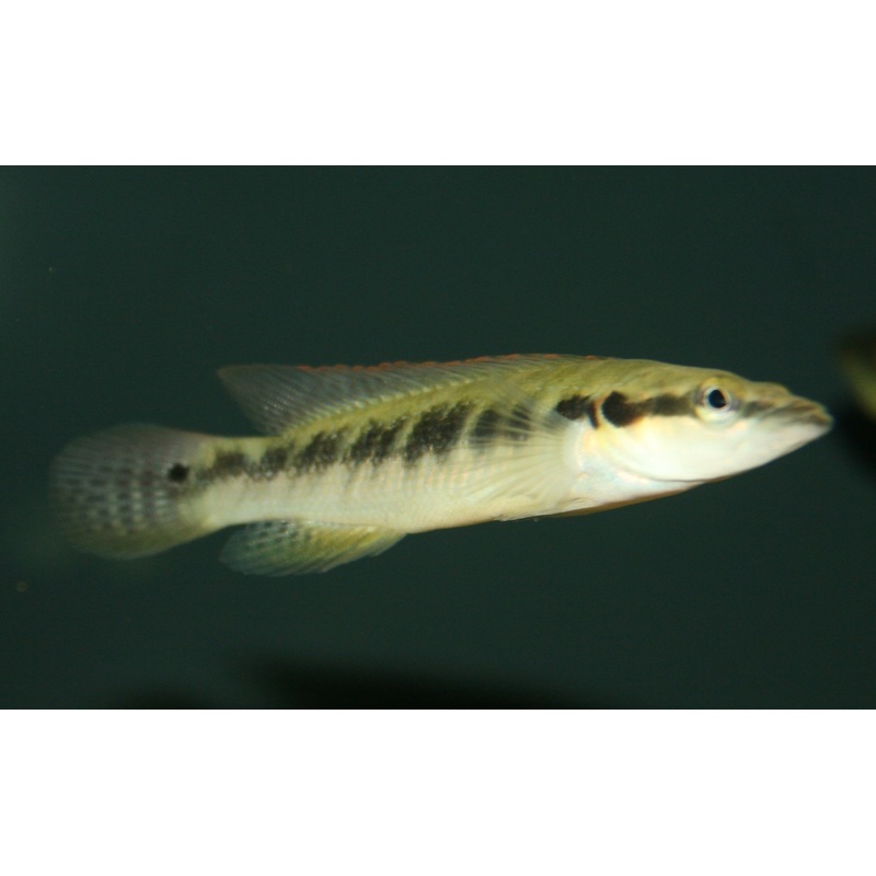 Belly Crawler Pike Cichlid "Crenicichla punctata"