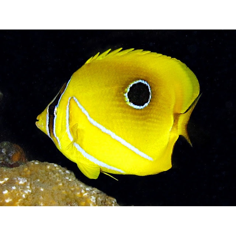 Bennett'S Butterflyfish