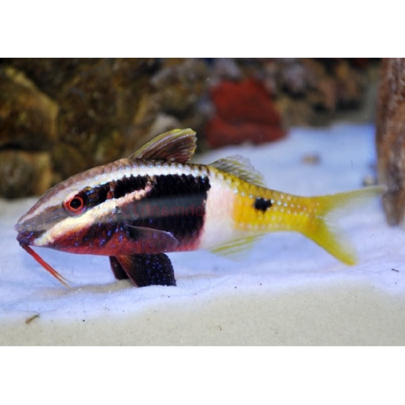 Bicolor Goatfish "Parupeneus barberinoides"