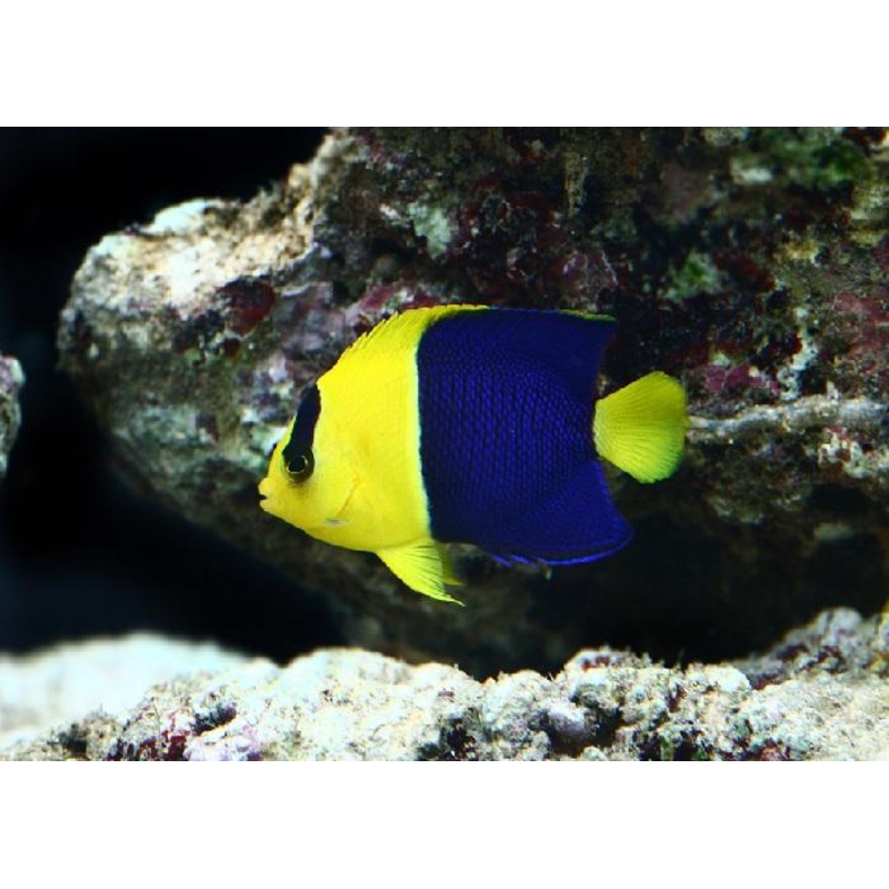 Bicolor Pygmy Angefish "Centropyge bicolor"
