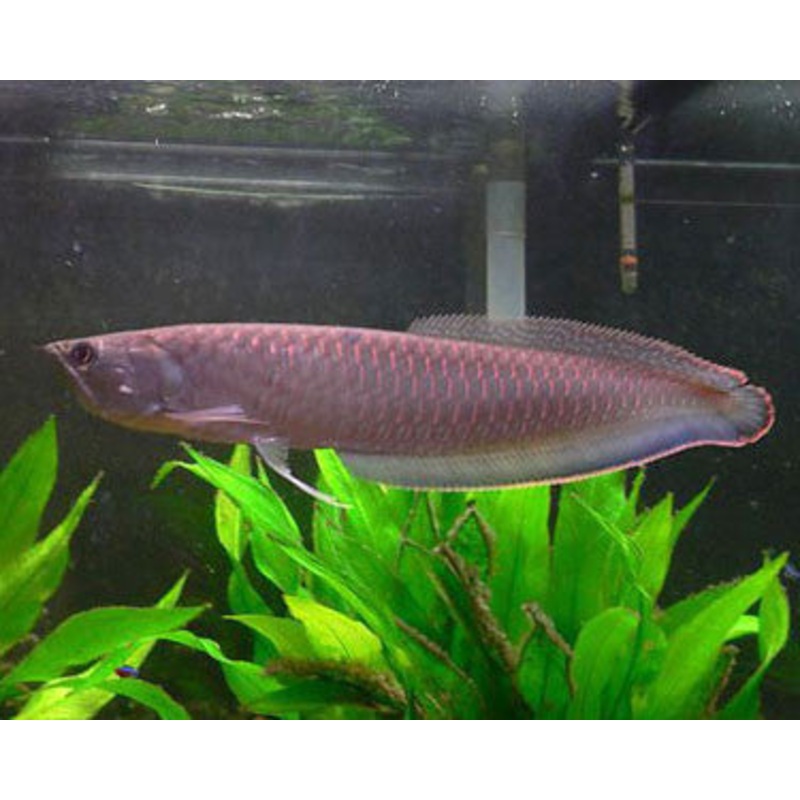 Black Arrowana "Osteoglossum ferreirai"