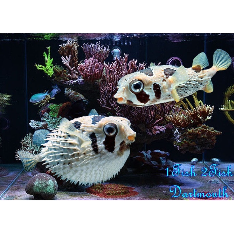 Black-blotched Porcupinefish "Diodon liturosus"