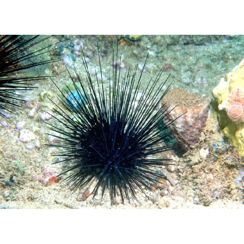 Black Long-spined Sea Urchin. "Diadema setosum"