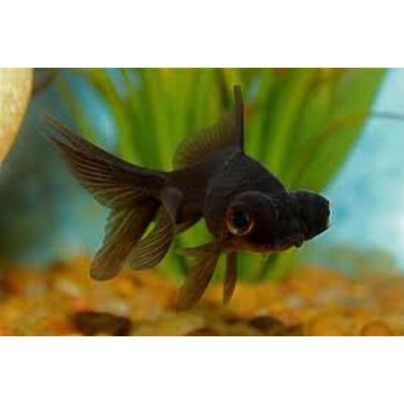Black Moor Goldfish "Carassius auratus"
