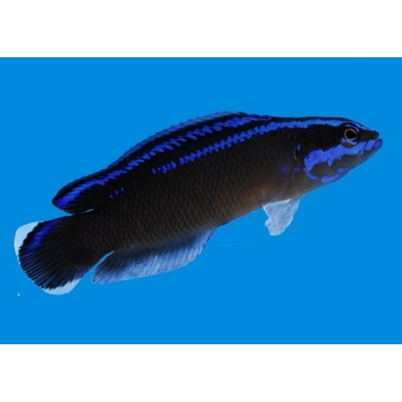 Black Neon Dottyback "P. springeri x P. aldabraensis