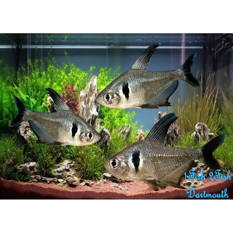 Black Phantom Tetra "Megalamphodus megalopterus"- Med