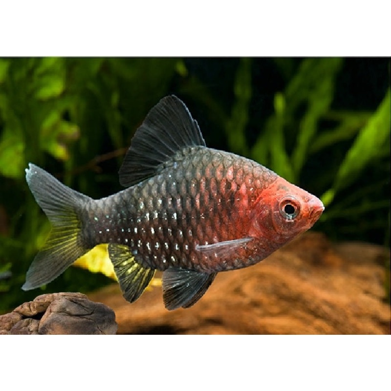 Black Ruby Barb "Puntius nigrofasciatus"