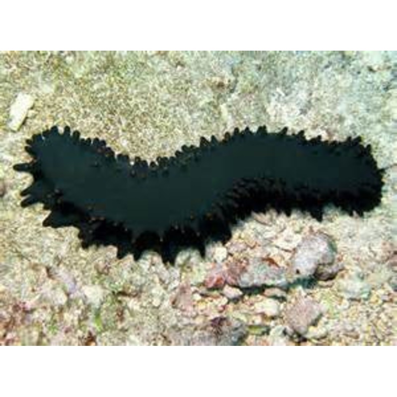 Black Sea Cucumber "Holothuria leucospilota"