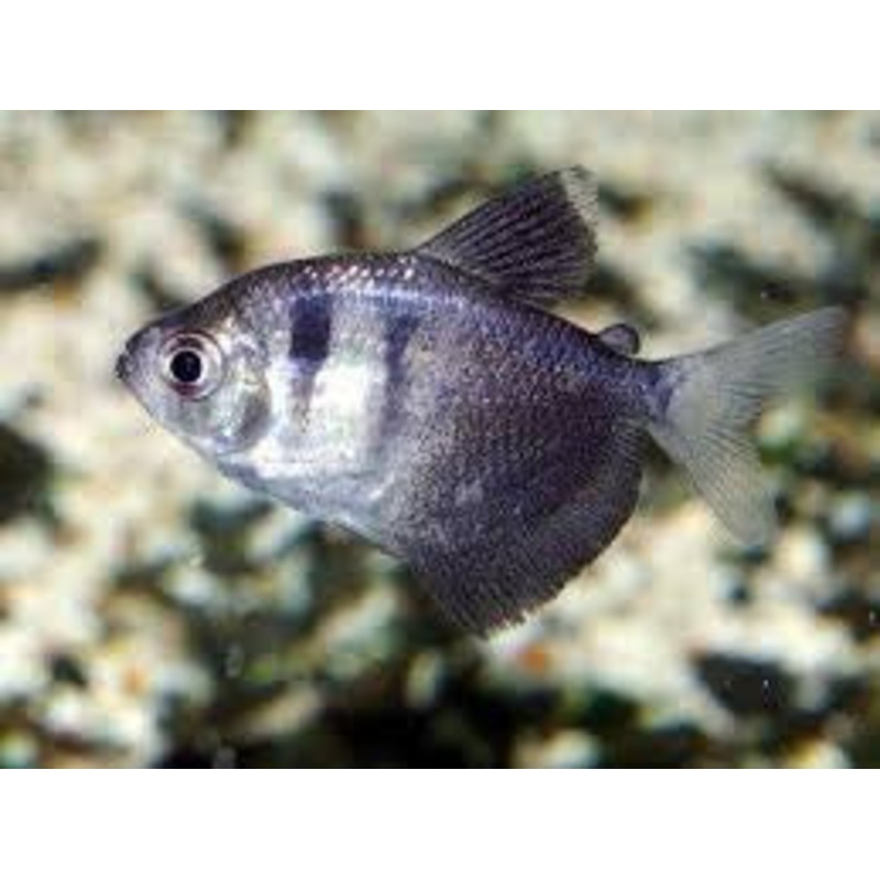 Black Skirt Tetra "Gymnocorymbus ternetzi"