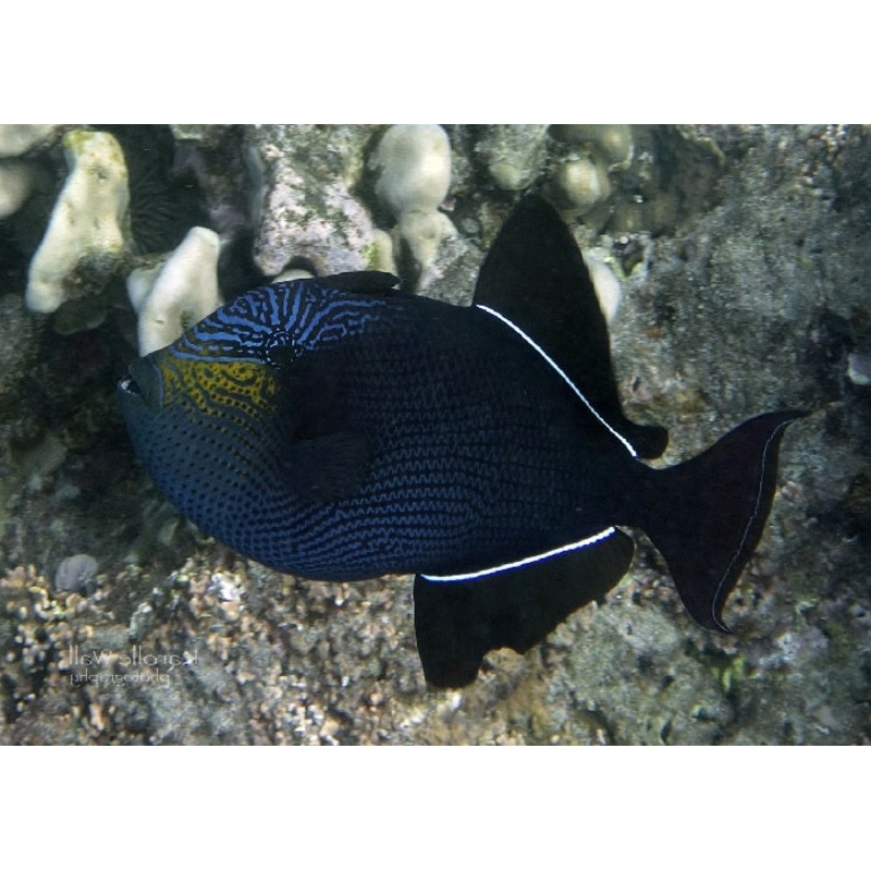 Black Triggerfish "Melichthys niger"