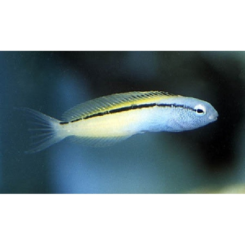 Blackline Blenny "Meiacanthus nigrolineatus"