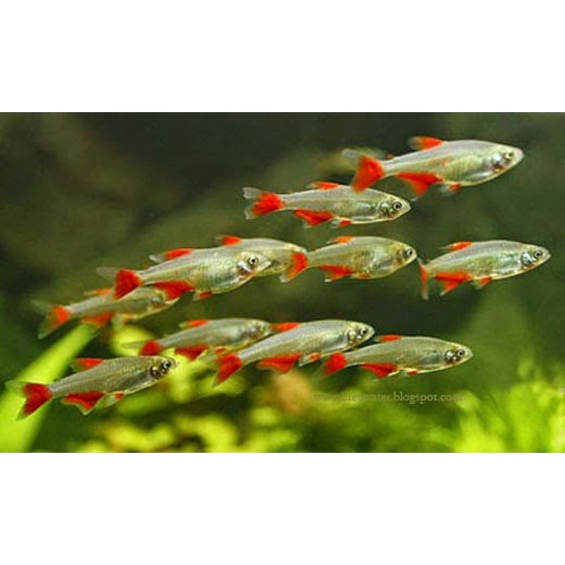 Bloodfin Tetra "Aphyocharax anisitsi"