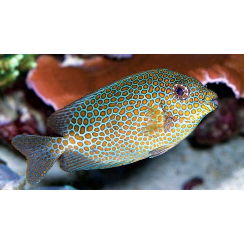 Blue and Gold Rabbitfish "Siganus punctatus"