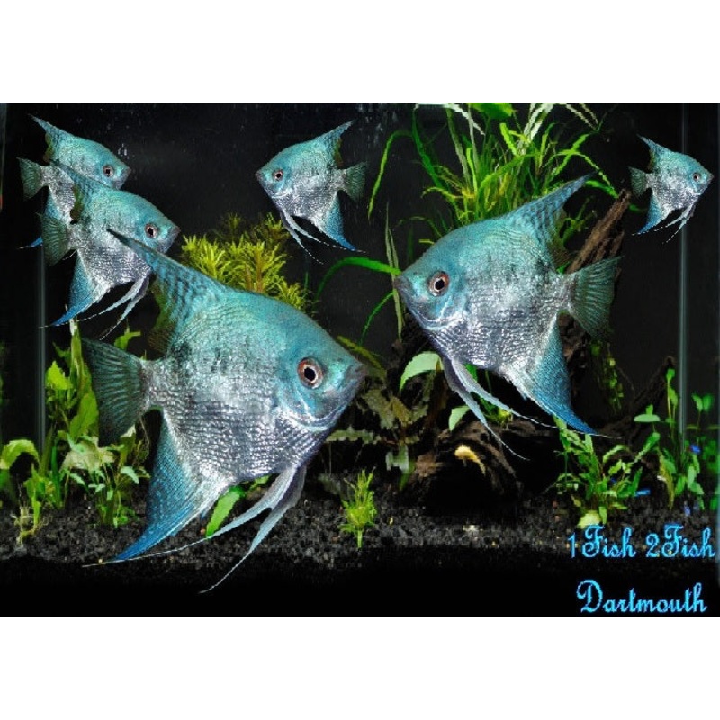 Blue Angelfish "Pterophyllum Scalare"