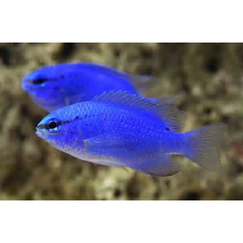 Blue Damsel ``Chrysiptera cyanea``