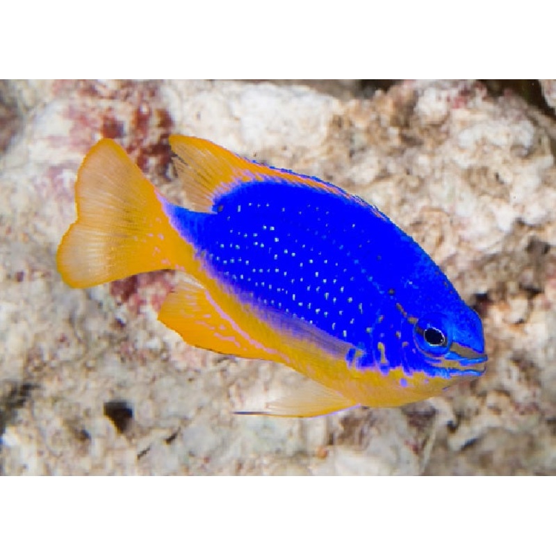 Blue Devil Damselfish Fiji "Chrysiptera taupou"- Med