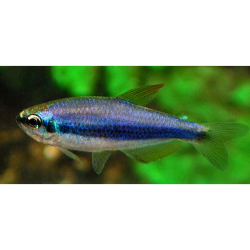 Blue Emperor Tetra "Inpaichthys Kerri"