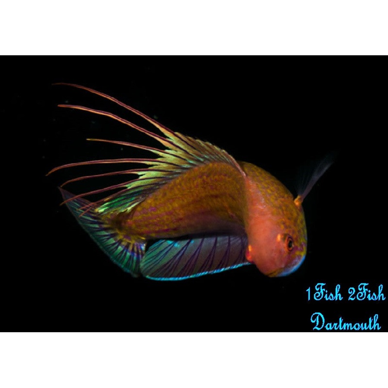 Blue Flasher Wrasse "Paracheilinus cyaneus"