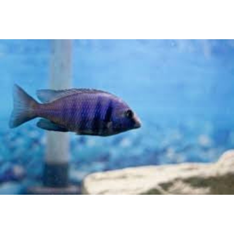 Blue Speckled Cruiser - "Placidochromis phenochilus"