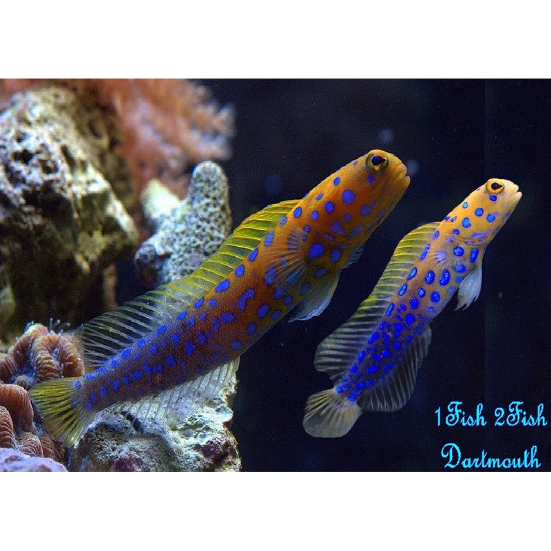 Blue Spotted Jawfish "Opistognathus  Rosenblatti"